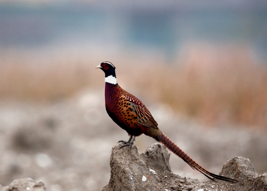 phasianus colchicus formosanus