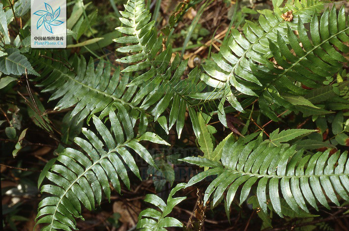 plagiogyria adnata (bl.) bedd.