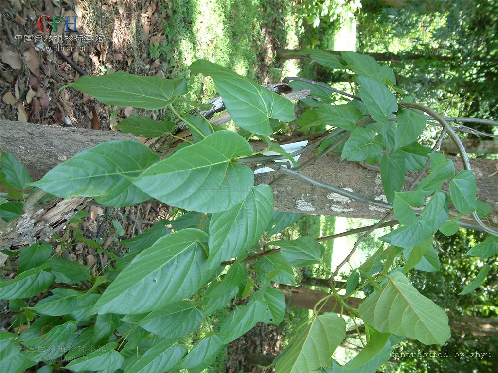  p>翅果藤属,是 a target="_blank" href="/item/萝藦科/2946939"