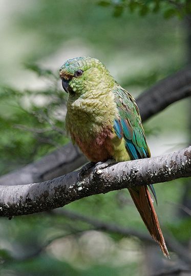  p>南方锥尾鹦鹉(学名: i>enicognathus ferrugineus /i>):是鸟纲