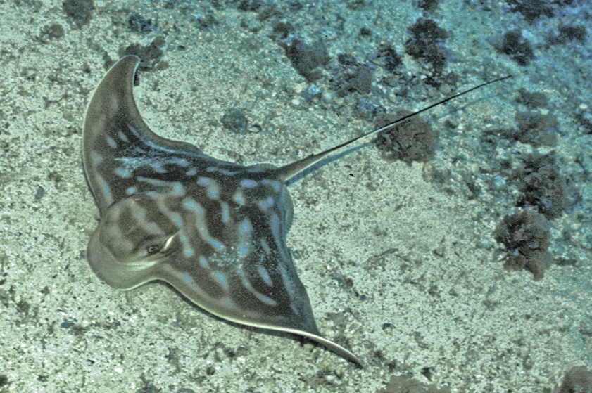  p>薄尾鲼(学名: i>myliobatis tenuicaudatus /i>)是是鲼科,鲼属鱼类