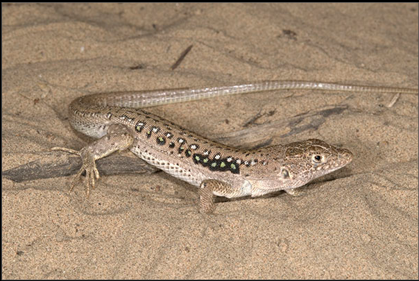  p>密点麻蜥(学名: i>eremias multiocellata /i>),为蜥蜴科,麻蜥属的