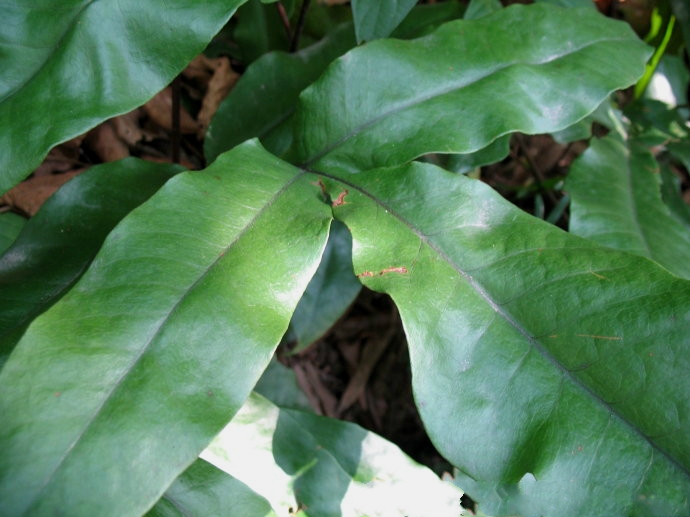  p>沙皮蕨(学名: i>hemigramma decurrens /i> (hook.) cop.