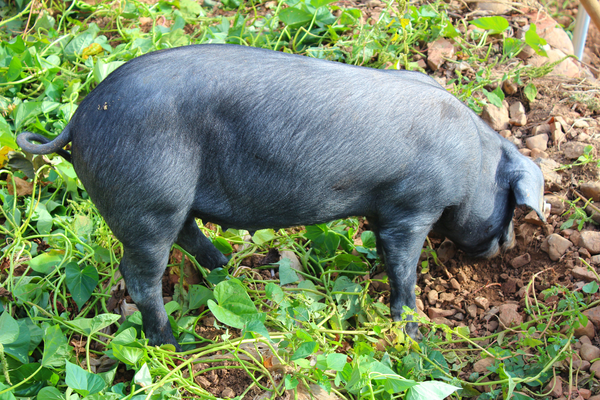  p>烟台黑猪系《祖国优良 a href="#" data-lem