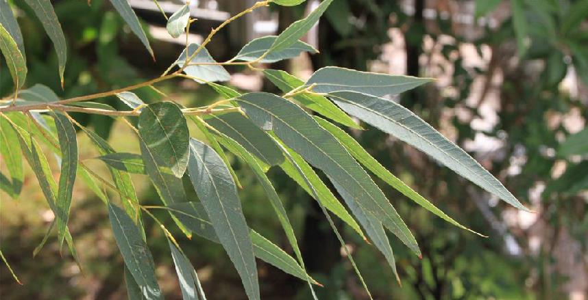 eucalyptus saligna smith