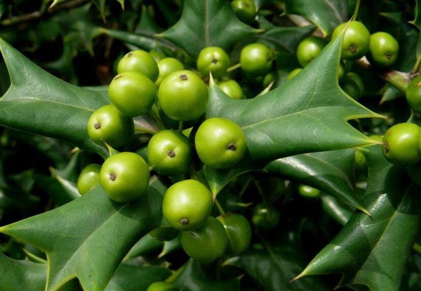 broussonetia lhert. ex vent.