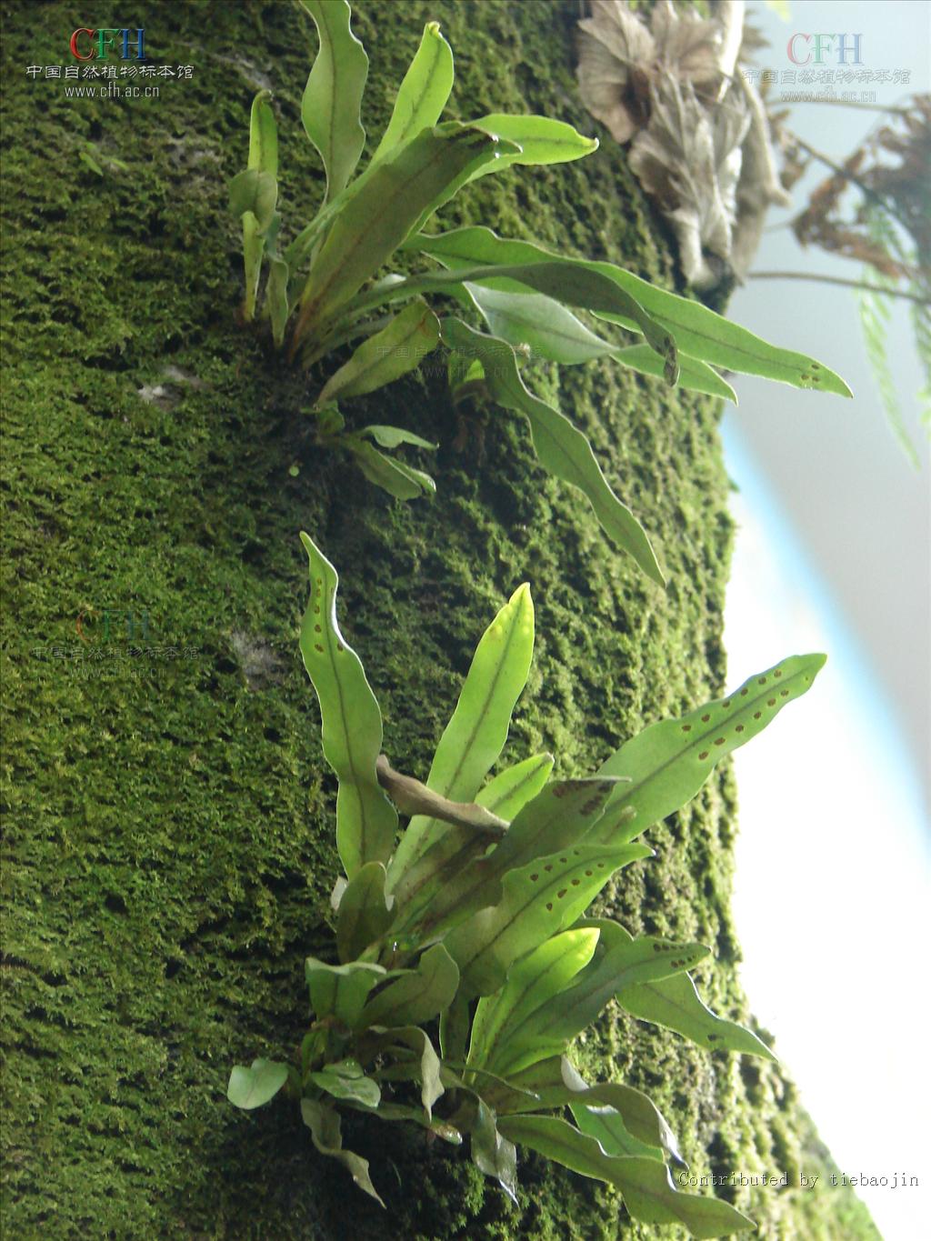  p> b>扭瓦韦 /b>(学名: i> b>lepisorus contortus /b> /i>)为水龙