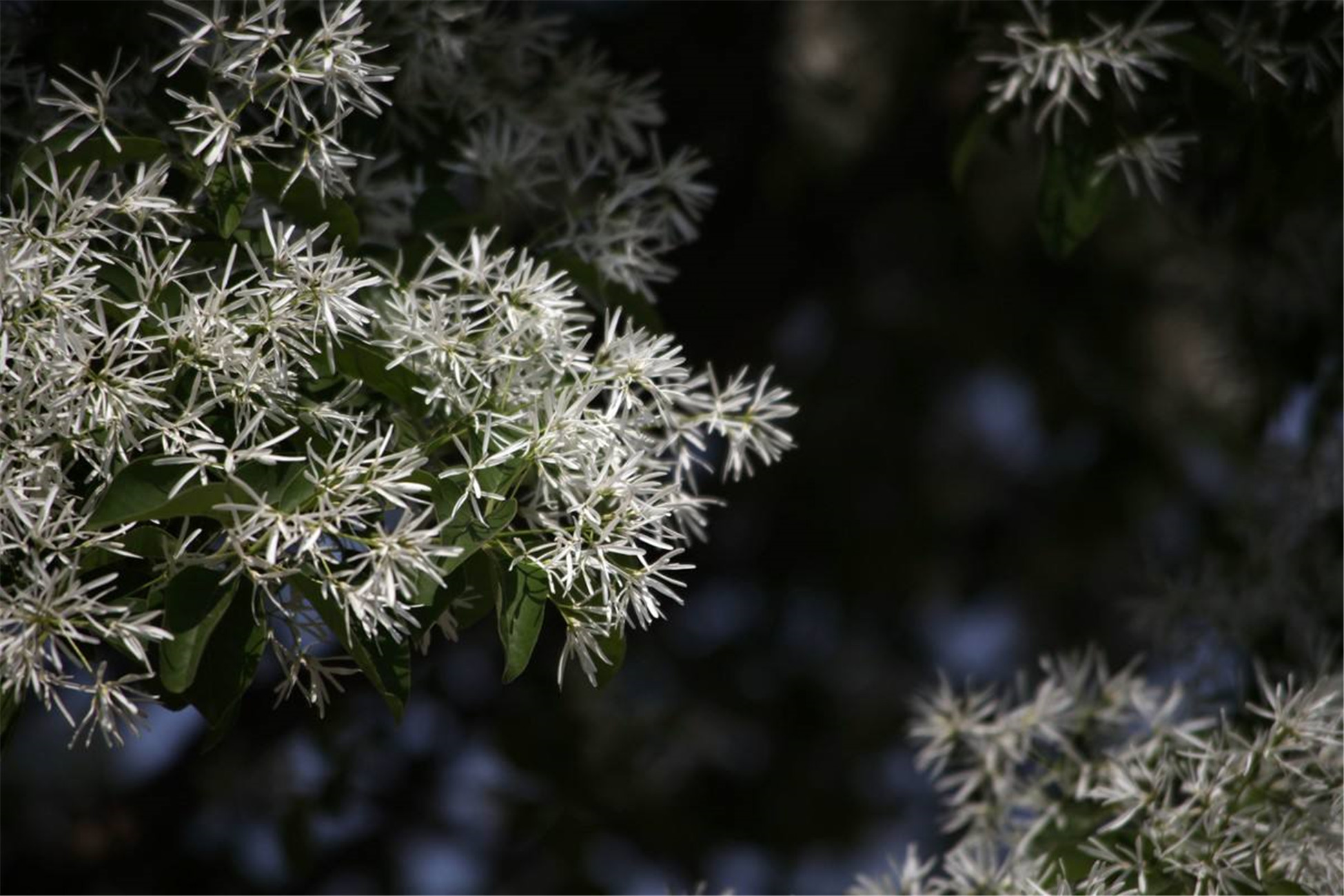 chionanthus retusus lindl.et paxt.