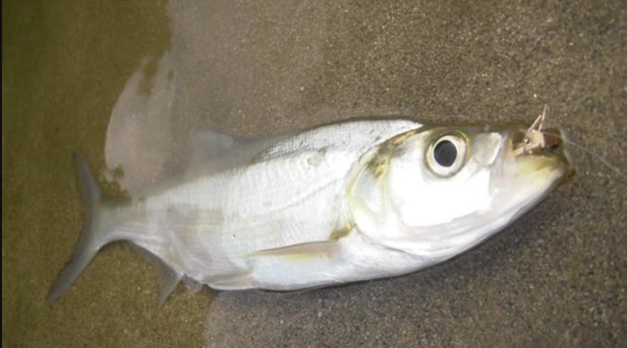  p>红鳍鲌(学名: i>chanodichthys erythropteru /i>s)是鲤科,鲌属的