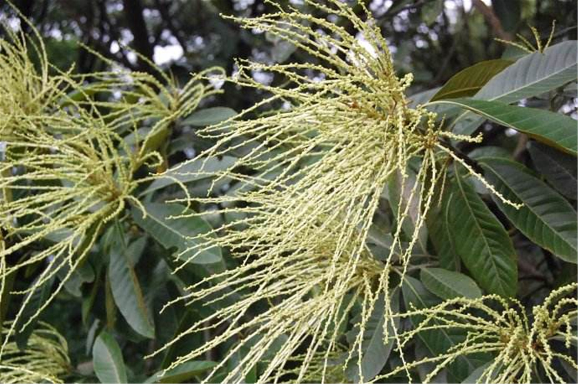 ex benth.) rehd. et wils.