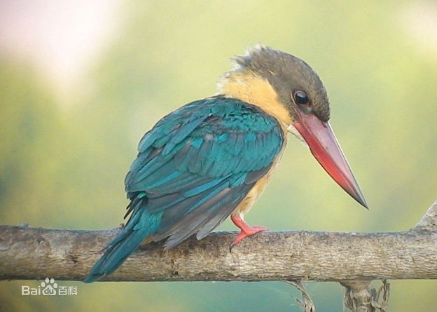  p>翠鸟科(学名: i>alcedinidae /i>)有18属94种.