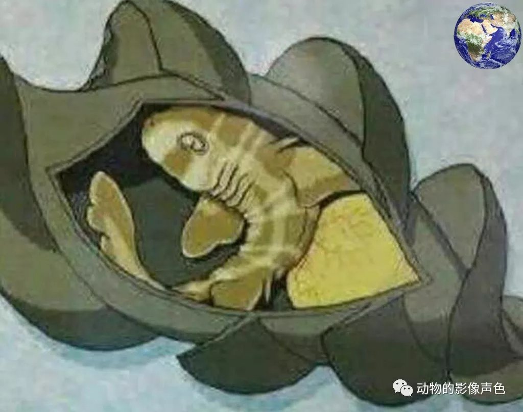 你见过鲨鱼蛋吗？这种鲨鱼产的蛋看起来像一颗炮弹_百科TA说