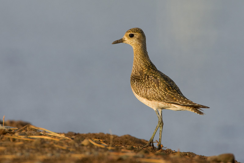  p>金鸻(学名: i>pluvialis fulva /i>):属中型 a target="_blank"