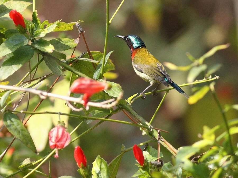  p>叉尾太阳鸟(学名: i>aethopyga latouchii /i>),别称燕尾太阳鸟,是