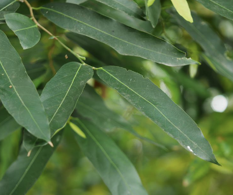  p>泰国大风子(学名: i>hydnocarpus anthelminthica  /i>pierr.