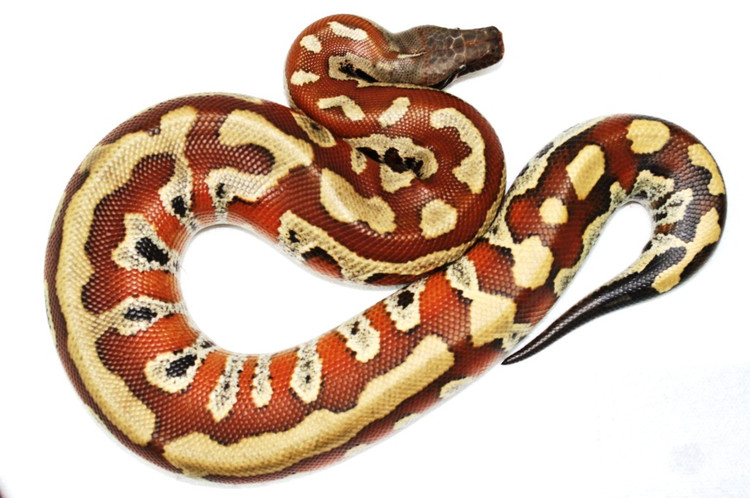  p>血蟒(学名:python curtus)是 a href="#">蛇亚目 /a> a href="#">