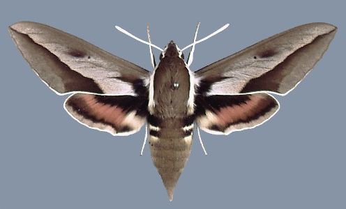 沙枣白眉天蛾