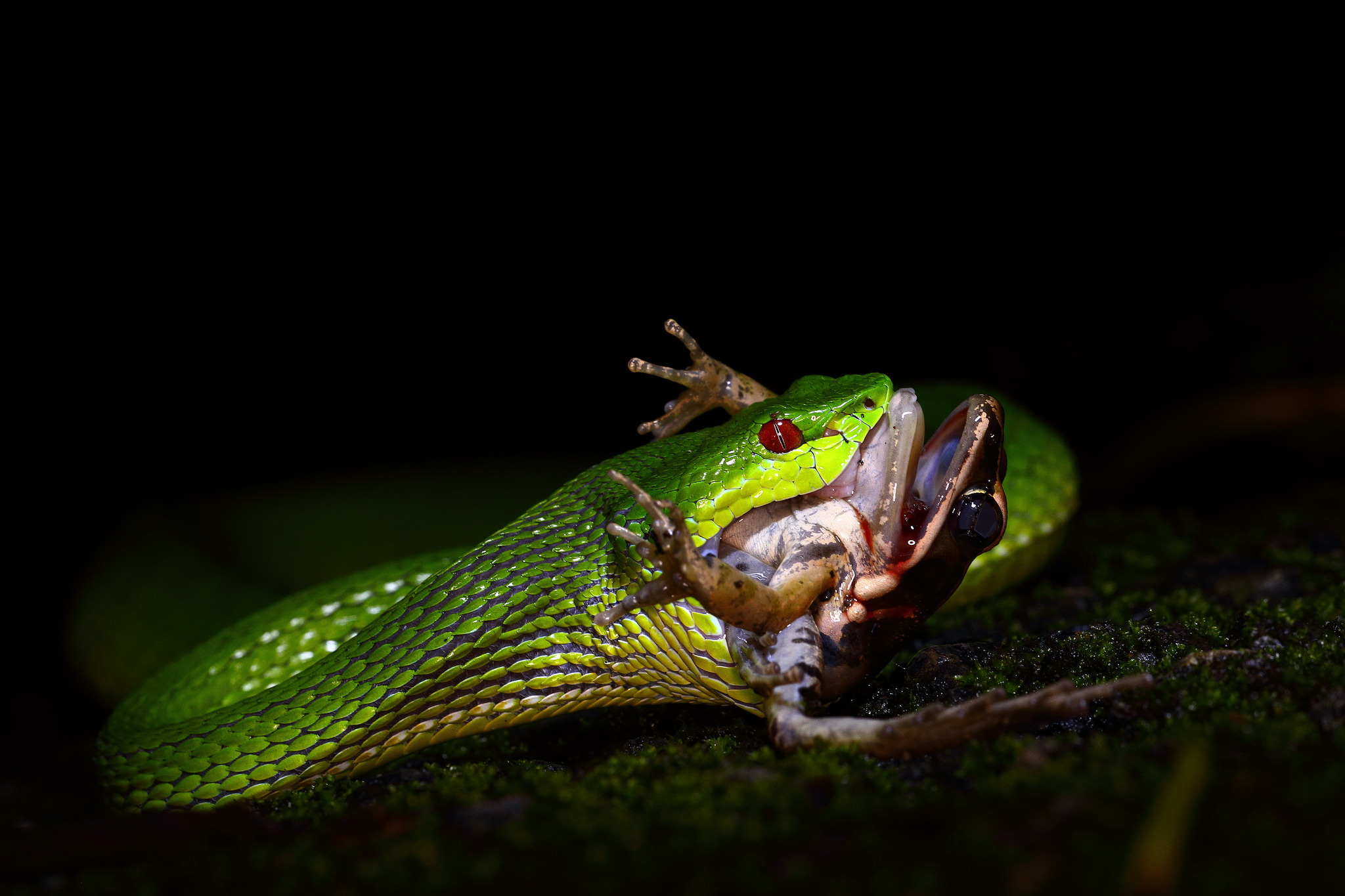 是蝰科竹叶青蛇属的管牙类 a href="#" data-lemmaid="3138">毒蛇 /a>