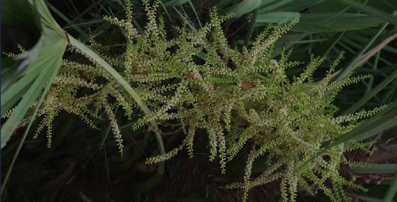 bartram) small)是棕榈科,锯棕属匍匐茎植物,多少有刺,叶掌状,深裂,长