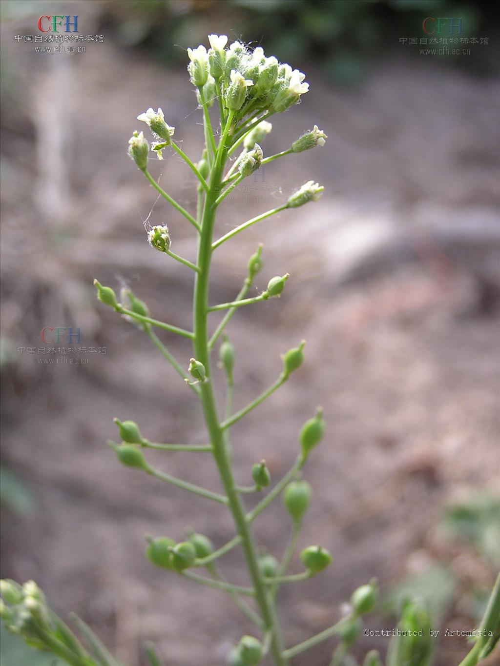  p>亚麻荠属 (拉丁文:camelina crantz)是 a target="_blank" href="