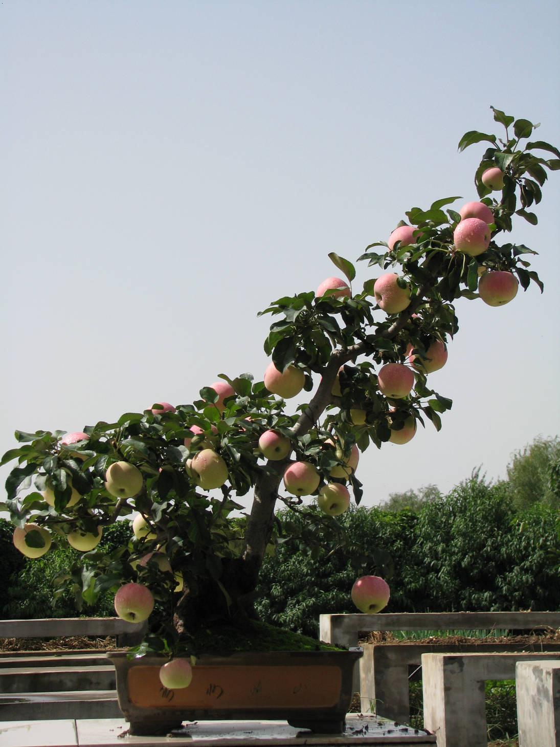 苹果盆景
