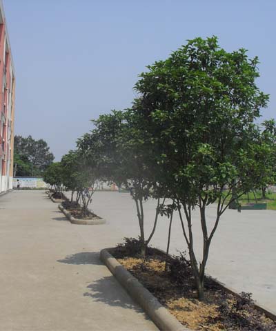 永康市白云小学