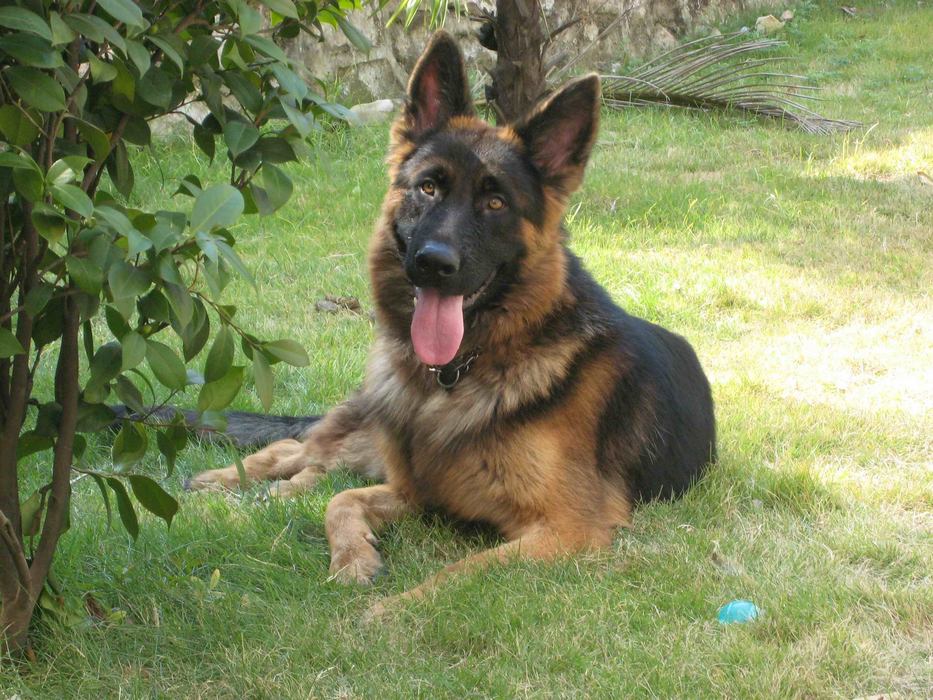 german shepherd