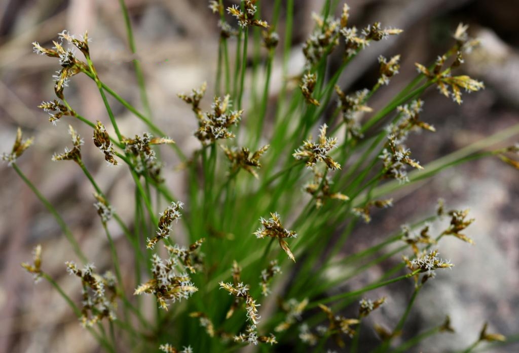 是莎草科,荸荠属植物.