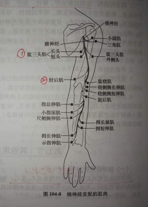 臂丛神经_百度百科