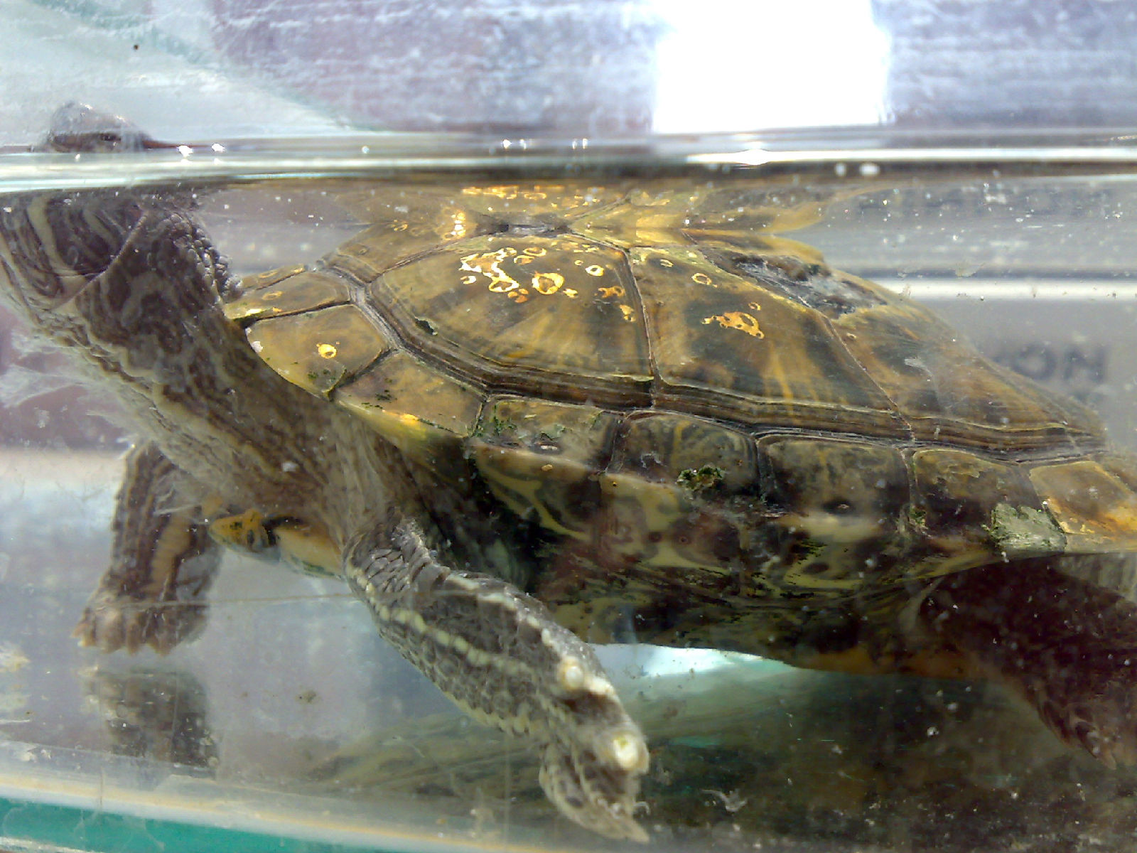 乌龟寄生虫病