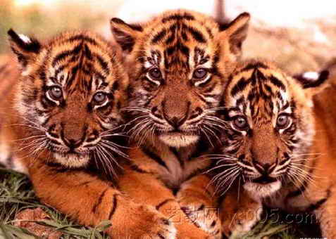  p>中华古猫——老虎的直系祖先,主要生活在森林山地.