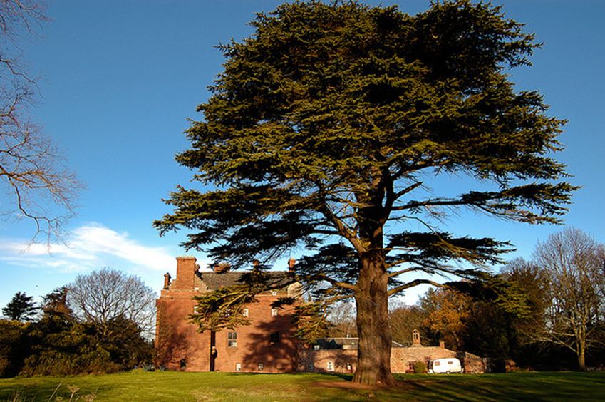 常绿乔木,树冠尖塔形,大枝平展,小枝略下垂.