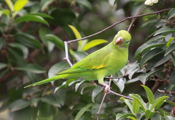  p>黄翅斑鹦哥(学名:brotogeris chiriri)是典型的