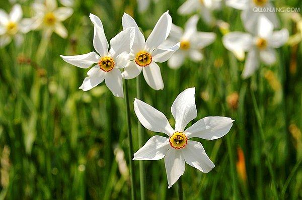  p>红口水仙(学名: i>narcissus poeticus /i> sm.