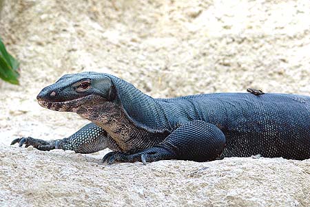varanus griseus