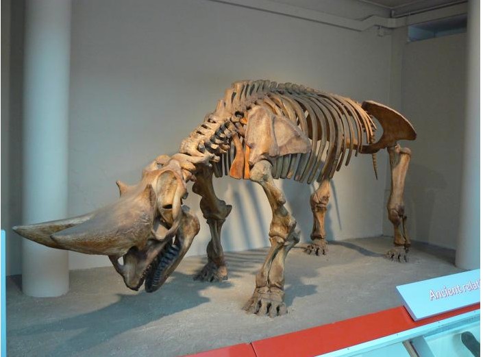 埃及重脚兽(arsnoitherium)