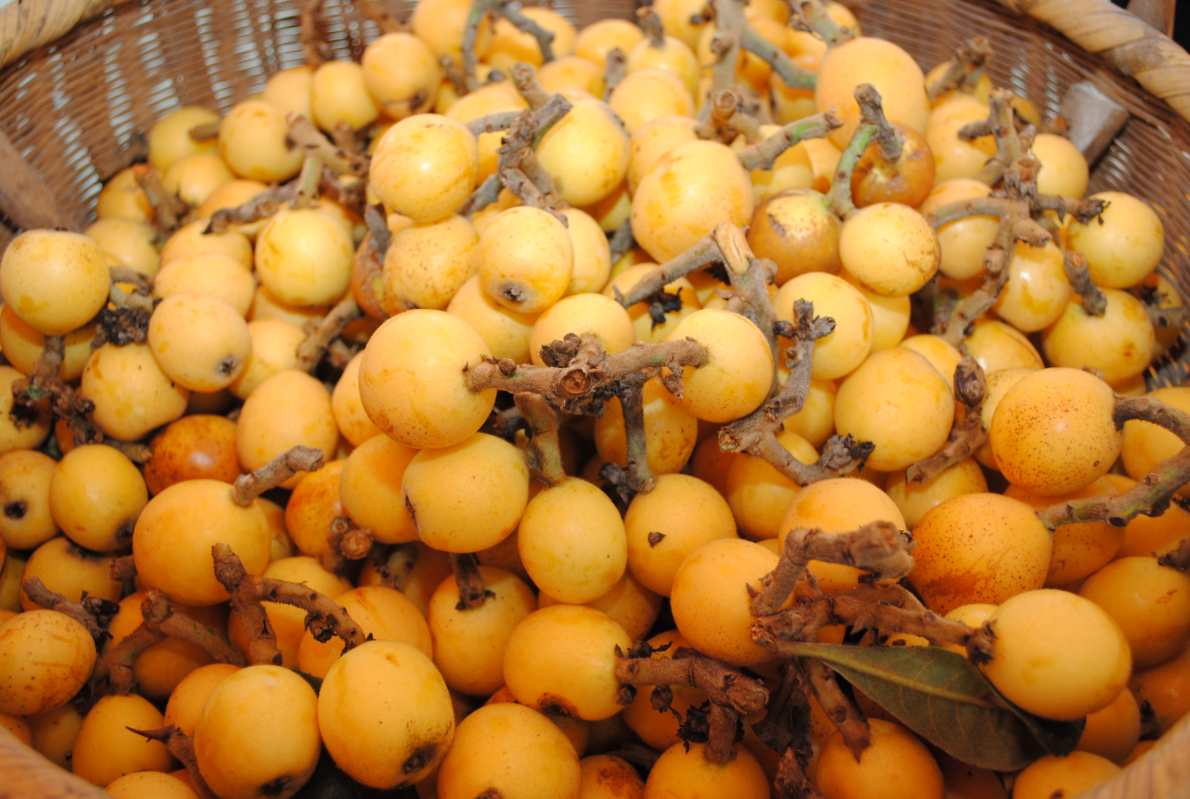  p>水枇杷,中药名.