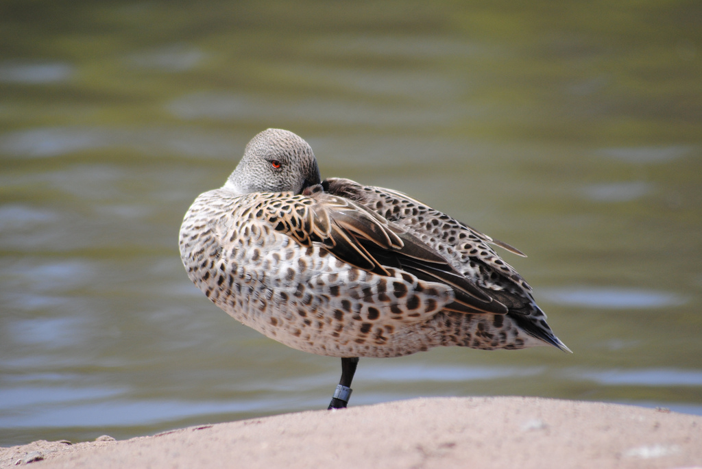  p>绿翅灰斑鸭,分布于非洲中南部地区,列入 a target="_blank" href="