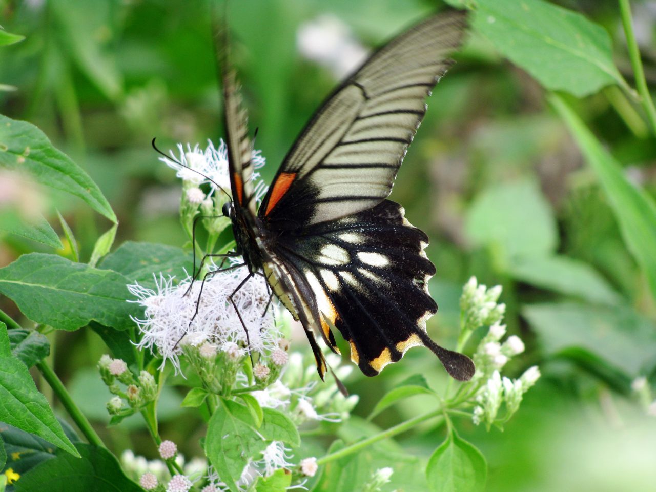  p>美凤蝶(papiliomemnon)又名多型凤蝶,是一种雌雄异型的蝴蝶.