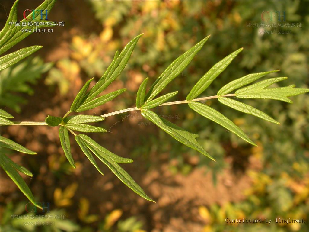  p> b>箭头唐松草 /b>(学名: b> i>thalictrum simplex /i> /b>)是 a