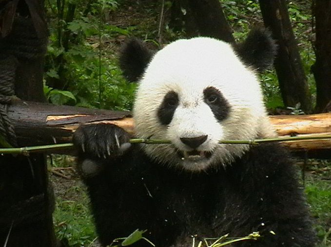 大熊猫