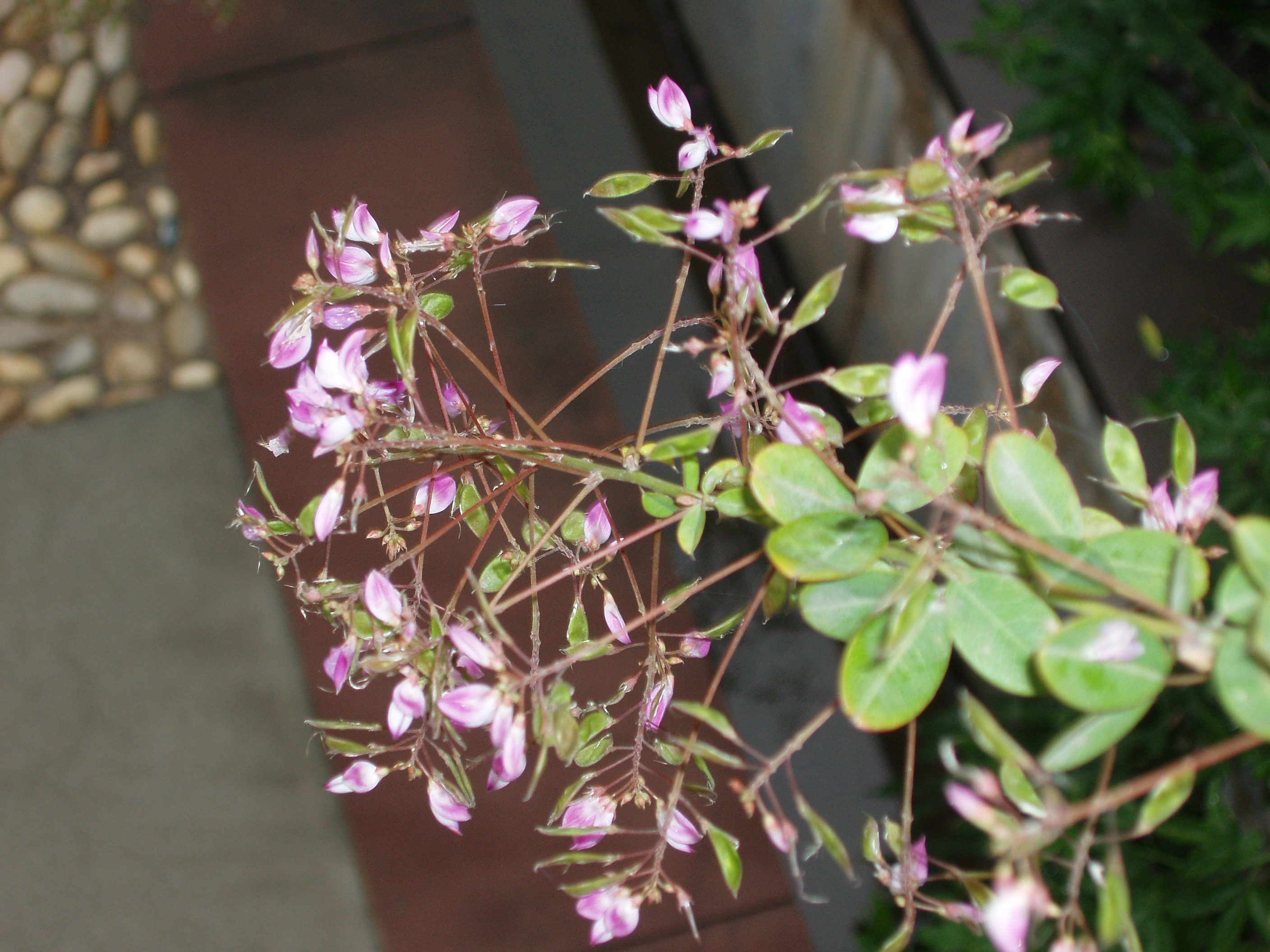 是豆科胡枝子属灌木.