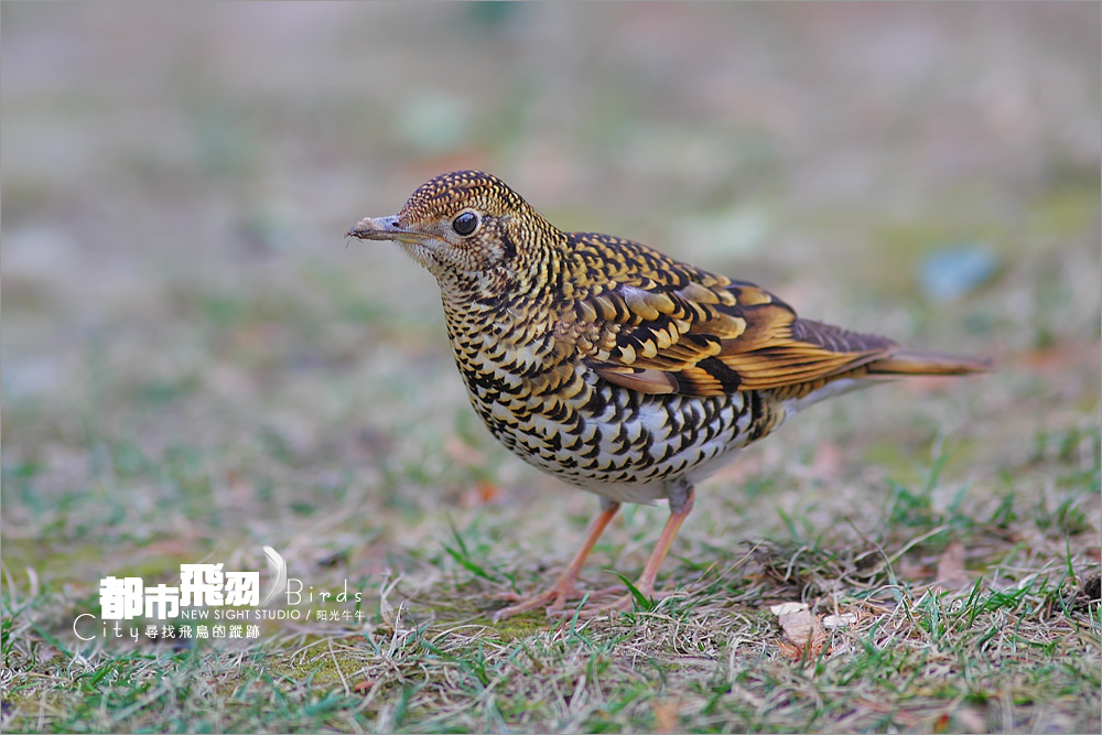 是鸫科的一个属,是由一群中等体型的食虫或杂食性的鸟类所组成的属