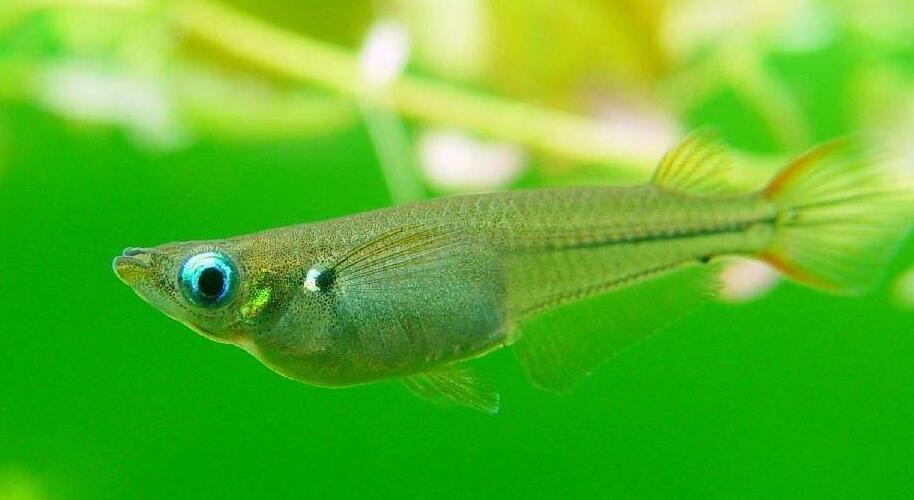  p data-id="gncp3m3z1f">青鳉鱼, i>oryzias