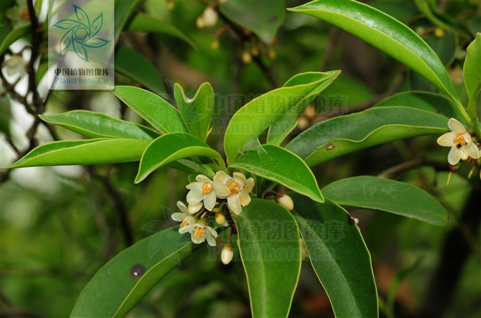 红淡比(原变种)