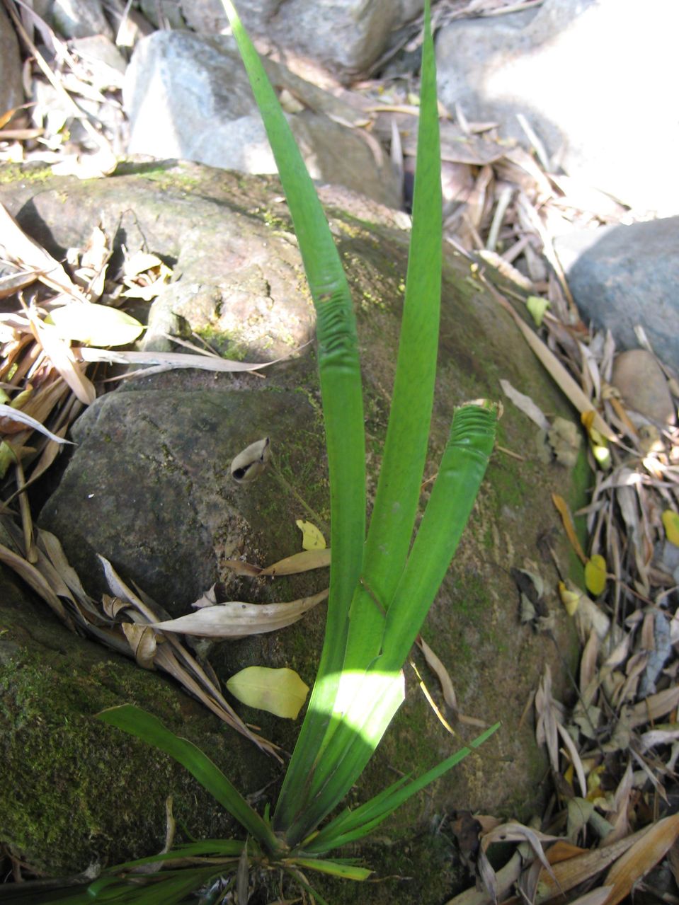 acorus calamus l.