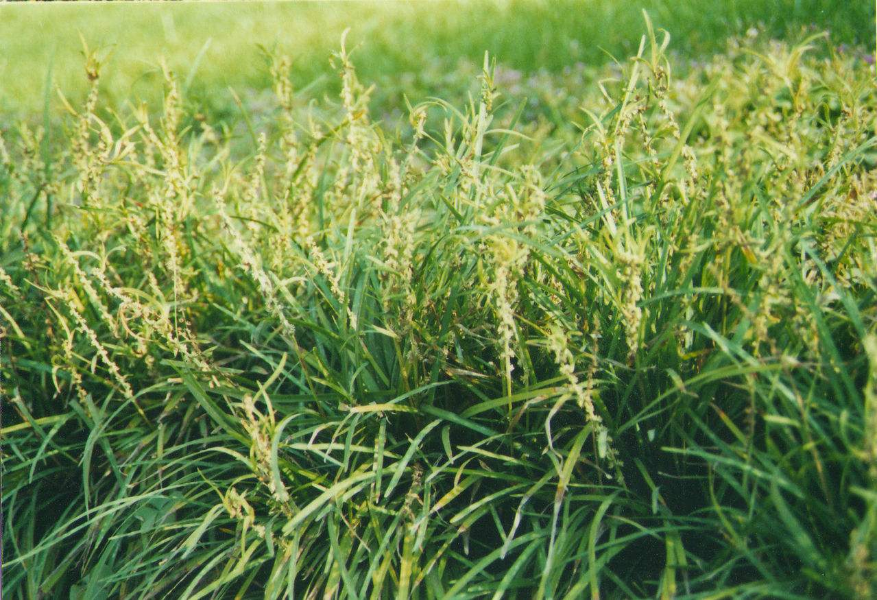 水麦冬属, a href="#" data-lemmaid="5370984">水麦冬科 /a>,约1种 