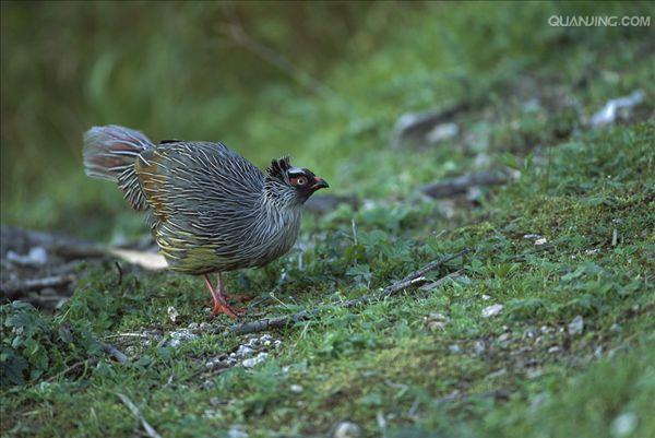  p>血雉(学名: i>ithaginis cruentus /i>)雉科血雉属鸟类,别名血鸡