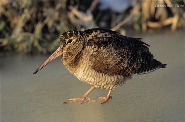  p>丘鹬(学名: i>scolopax rusticola /i>)体长35厘米,是一种 a