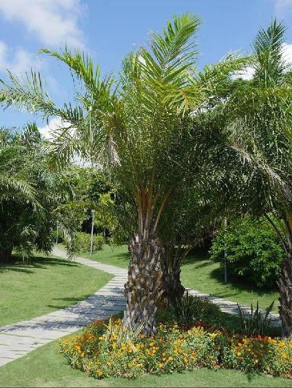 是棕榈科,油棕属直立 a href="#" data-lemmaid="33239">乔木 /a>状